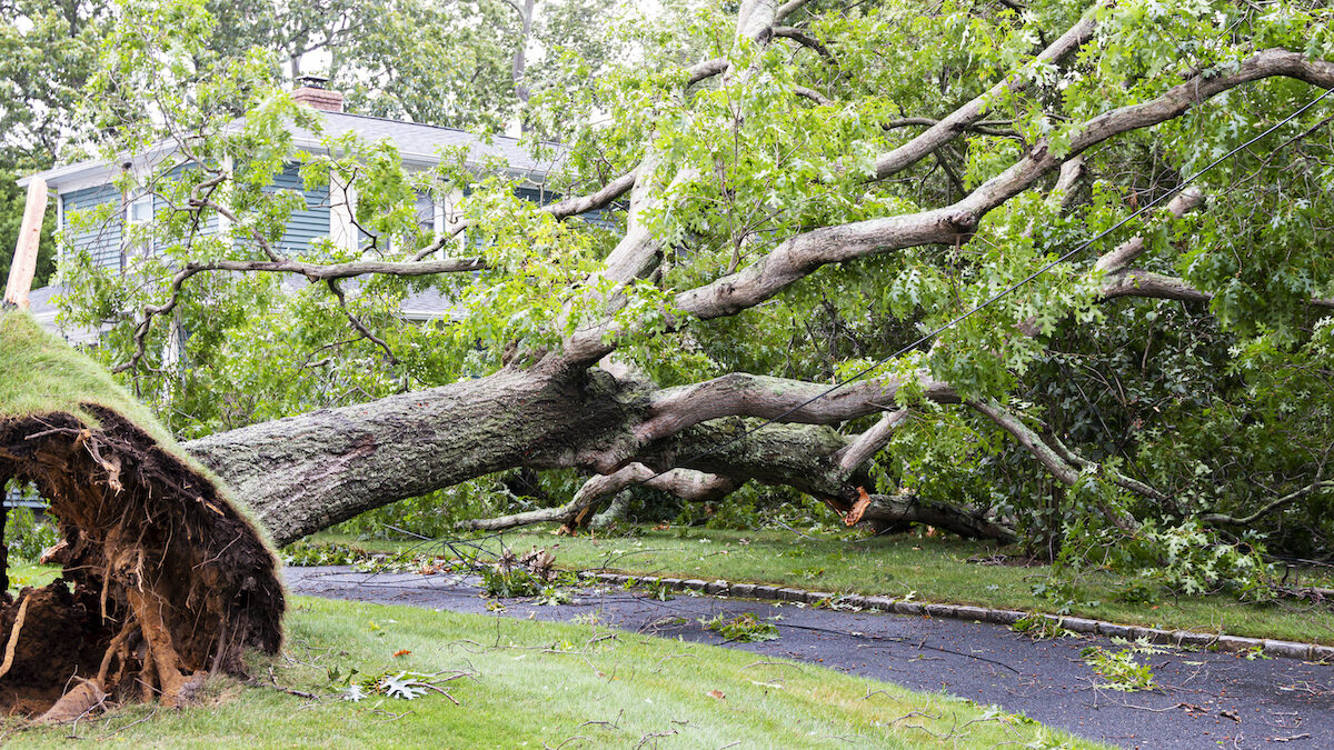 Common Storm Season Tree Risks in Miami and Broward