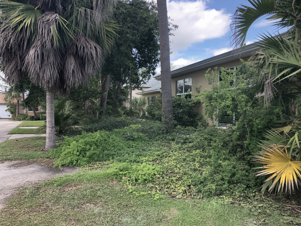 Overgrown property before tree service in Miami