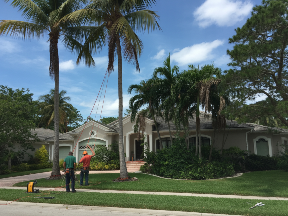 Emergency Tree Removal