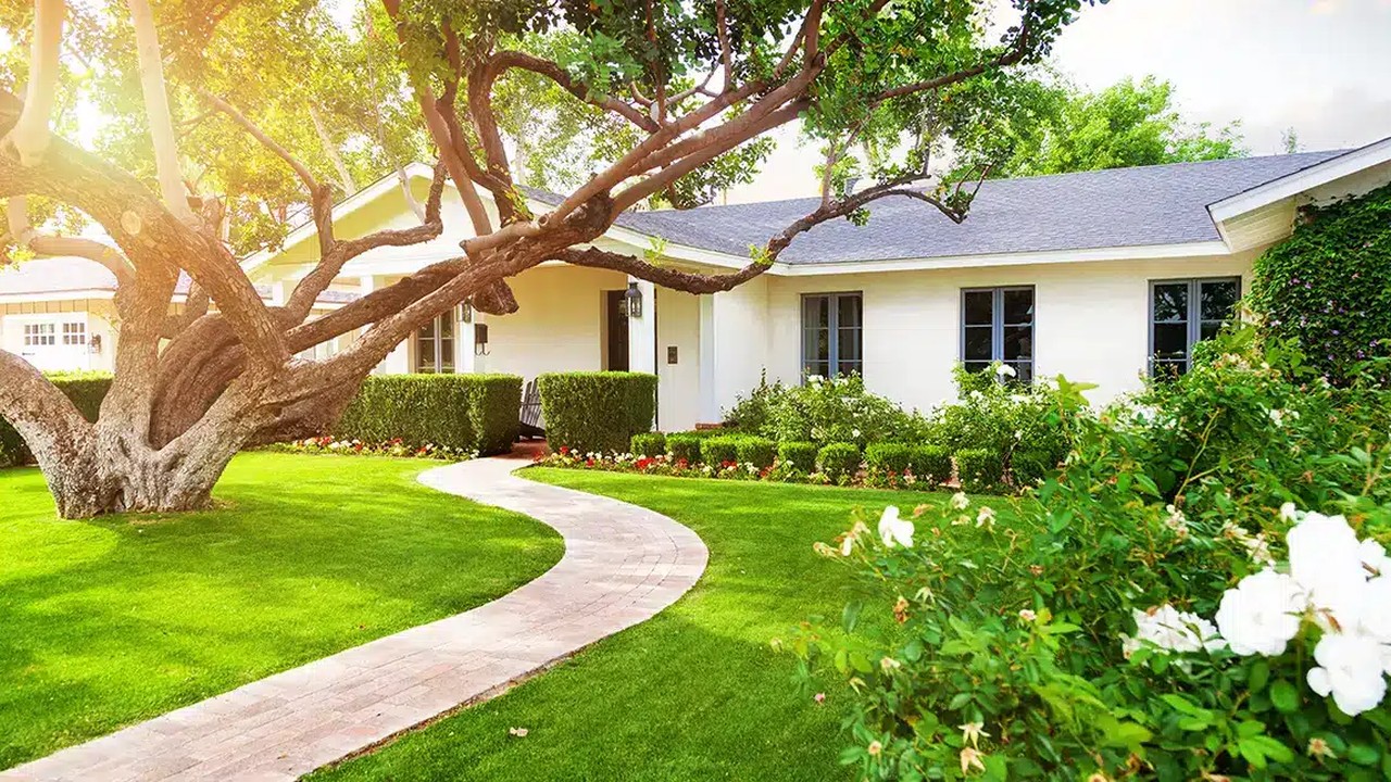 Clean, professionally maintained trees after MD Rios tree service