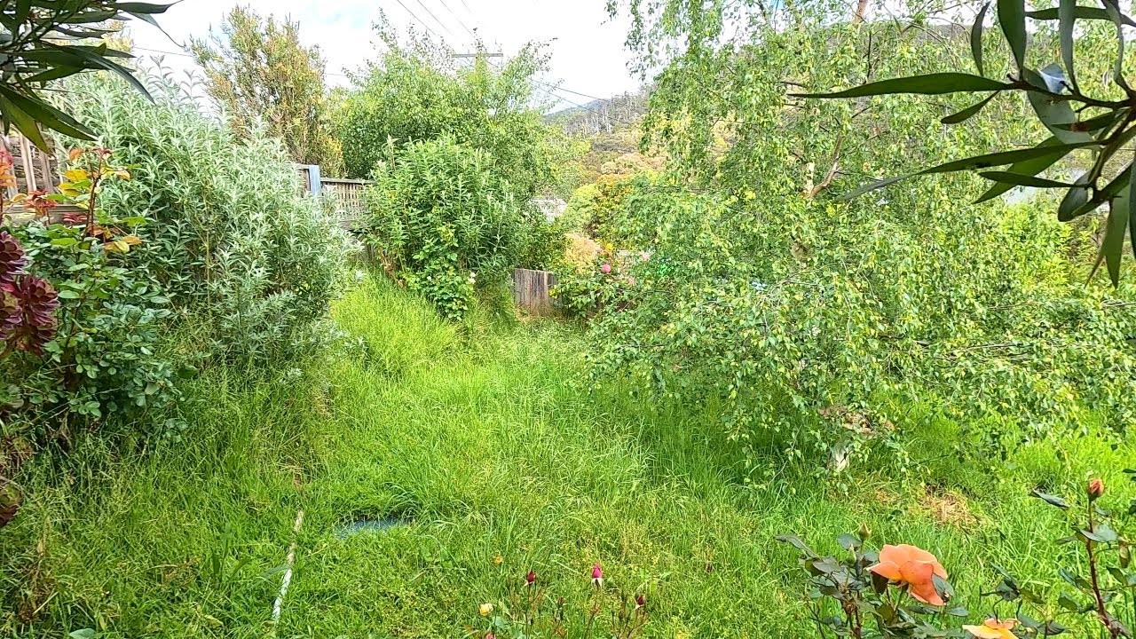 Overgrown trees before professional trimming and removal in Miami